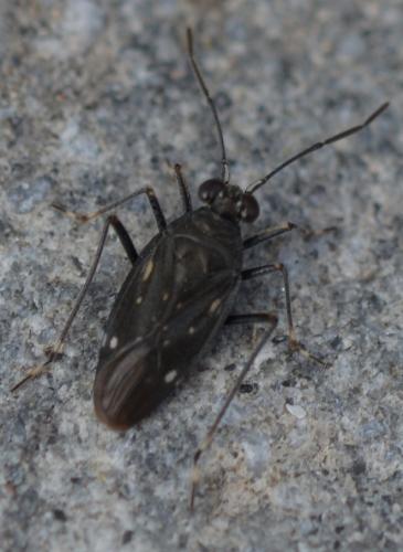 Réf. 295 230 : Macrosaldula variabilis